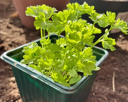 Persilja Annettes Perle