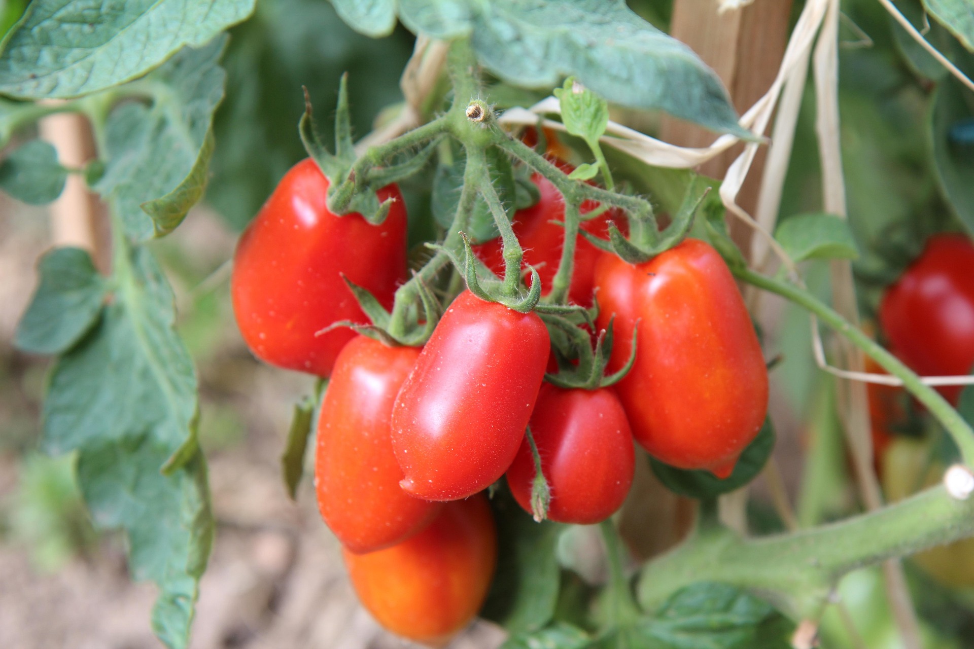 San Marzano